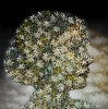 Chamomile 2022 Sold