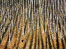 LAUKIMAS XVII 2026 m./60x45 cm./300 eur.